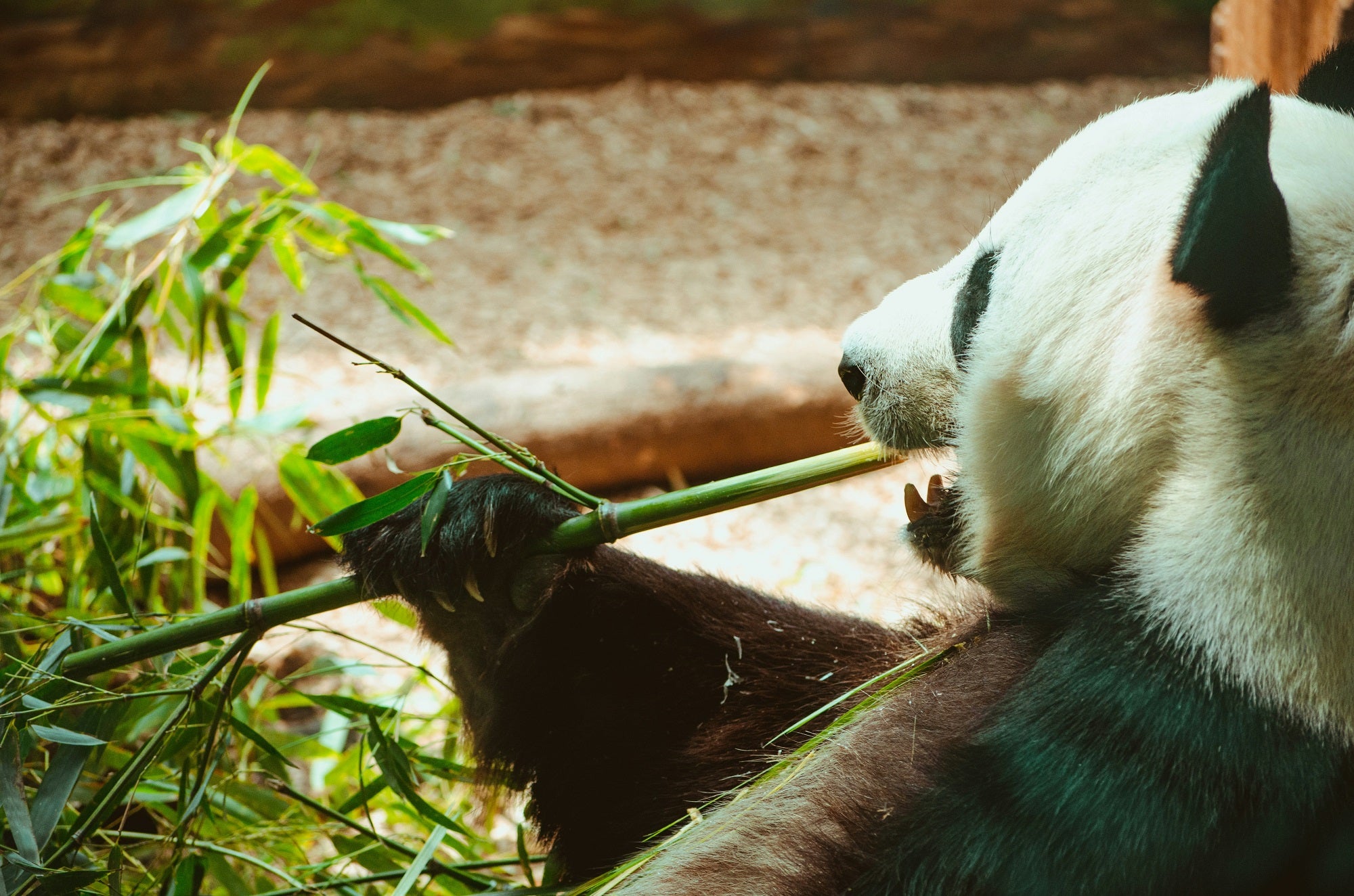 Bamboo: The Ultimate Renewable Resource for Modern Sustainability