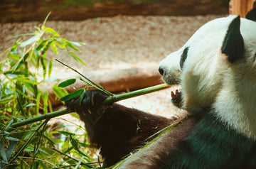 Bamboo: The Ultimate Renewable Resource for Modern Sustainability