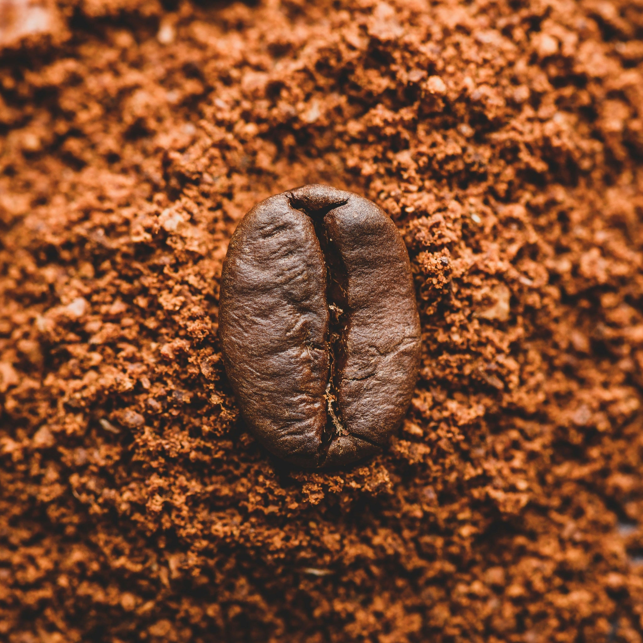 Coffee Grounds: From Brewed Beans to Sustainable Innovations