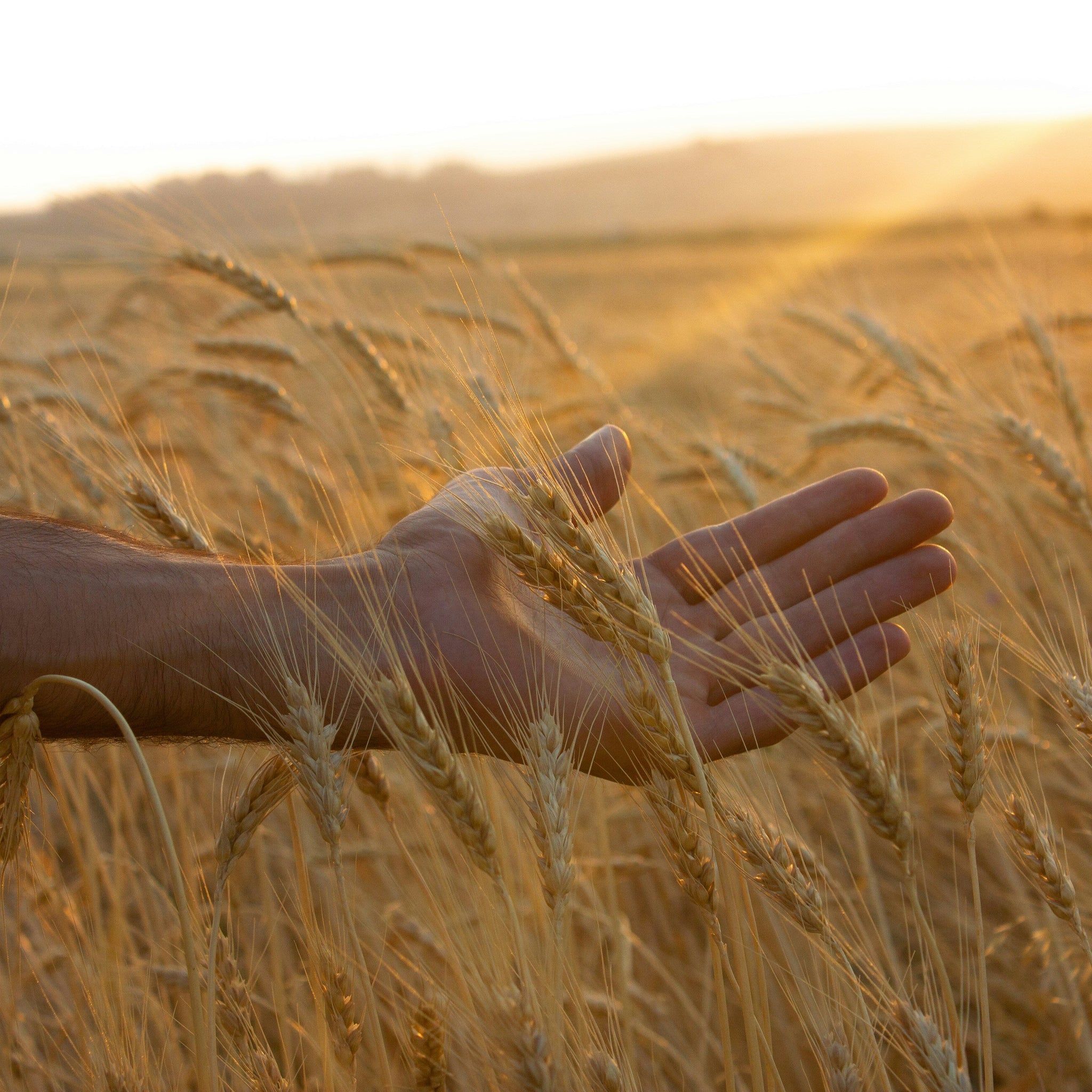 Wheat Straw: Turning Agricultural Waste into Everyday Eco Solutions