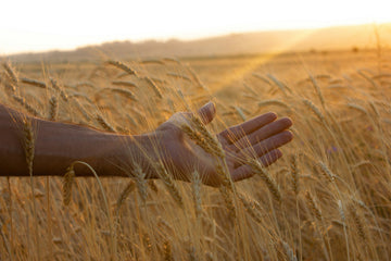 Wheat Straw: Turning Agricultural Waste into Everyday Eco Solutions